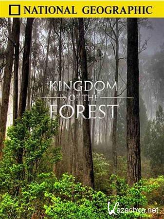 National Geographic:   / National Geographic: Kingdom of the Forest (2010) HDTVRip 720