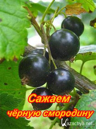 ������ ������ ��������� (2011) DVDRip