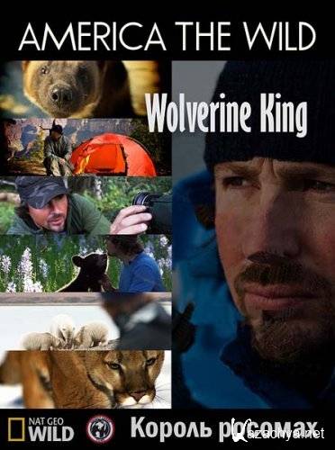  :   / America the wild: Wolverine King (2011) SATRip