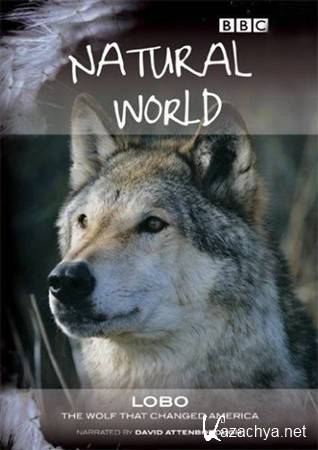 BBC.  . : ,    / BBC. Natural World. Lobo: The Wolf that Changed America (2008) HDTVRip