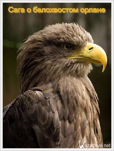     / The Tale of the White-tailed Eagle (2011) SATRip