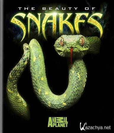   / Discovery HD The Beauty Of Snakes (2006) HDTVRip 720p