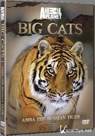 ,   / Amba the Russian Tiger (2008) HDTV 1080i