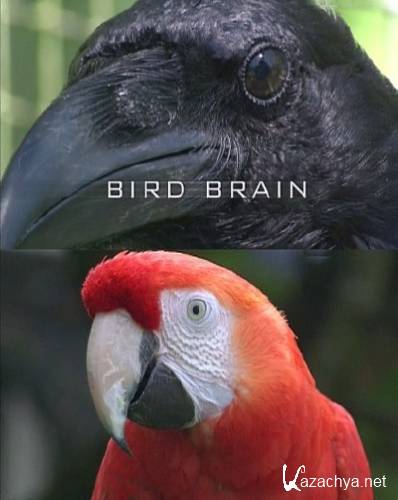  ? / Bird brain (2011) SATRip