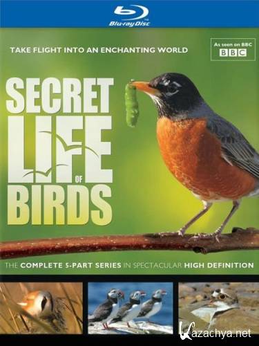 BBC.    / BBC. Secret Life of Birds (2010) BDRip
