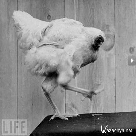 MC DROZD - ����������� (2013)