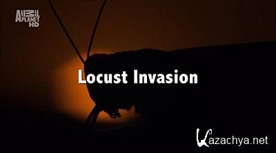  : ,   / Locust Invasion: The Insect that Ate Africa (2007) HDTVRip