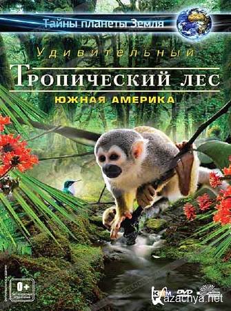 ����� ������� �����. ������������ ����������� ���: ����� ������� / Fascination Rainforest (2012) DVDRip 