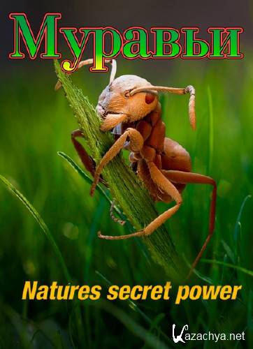 :    / Ants: Natures secret power (2005) HDTVRip
