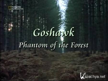 -:   / Goshawk: Phantom of the Forest (2007) SATRip