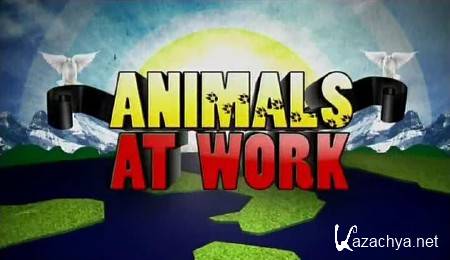 ,   / Animals at work  ( 30.08.2013) (2009) SATRip