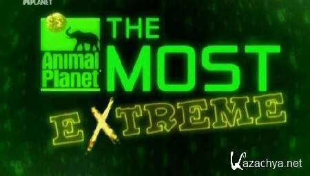 :   / The most extreme (2013) SATRip
