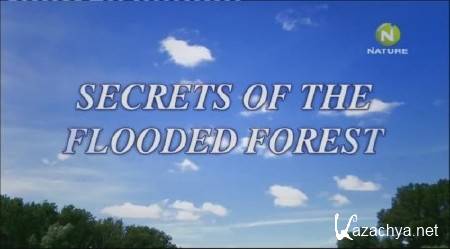    -    / Secrets of the Flooded Forest (2010) SATRip-AVC