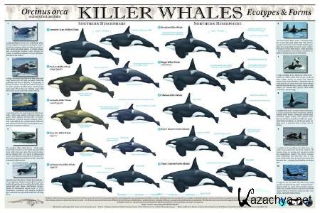    / Swimming with Killer Whales (2012) WEBRip