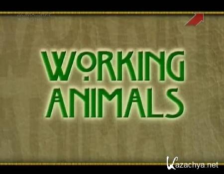  .    / Working Animals. The Teammates (2002) SATRip