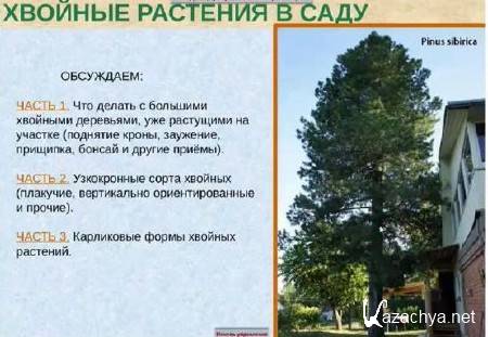 ������� �������� � ���� (2013)