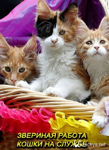  .    / Working Animals. The Shop Cats (2002) SATRip