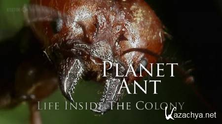 BBC.  .   / BBC. Planet Ant: Life Inside The Colony (2012) SATRip