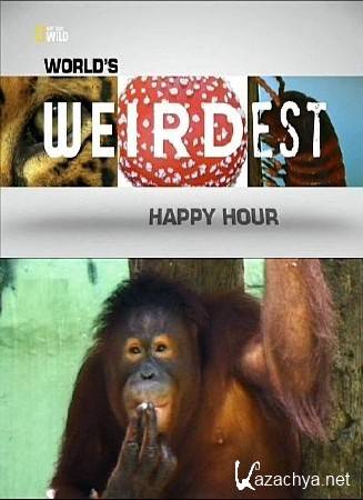    .   :   / World's Weirdest: Happy Hour (2013) SATRip