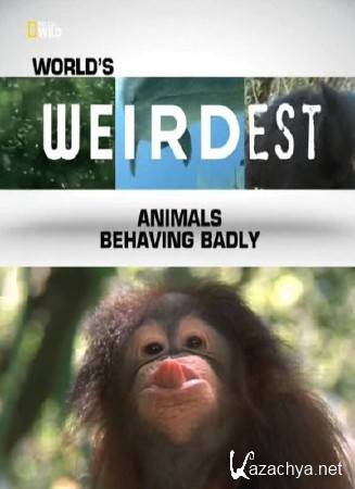    : - / World's Weirdest: Animals Behaving Badly (2013) SATRip