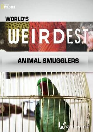     :   / World's Weirdest: Animal Smugglers (2013) SATRip