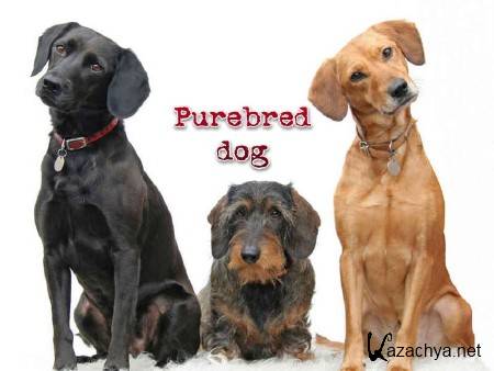   ( 1-10) / Purebred dog (1999-2000) SATRip