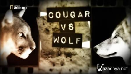    / Cougar vs Wolf / Cougar vs. Wolf (2013) HDTV 1080i