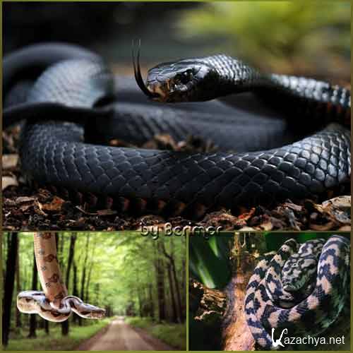  Чудесные и разнообразные змеи
