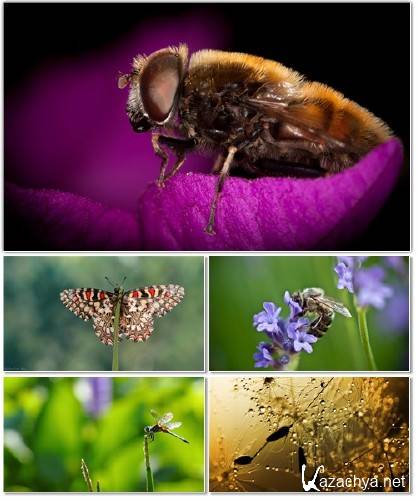 ����� ���������� ��� ��������� ���� �������� ����� 65