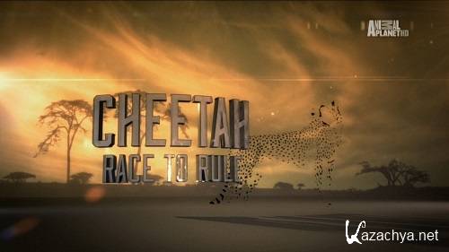  -    / Cheetah - Race to Rule (  / Jan Lampen) [2013, HDTVRip-AVC]