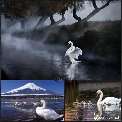  Лебеди благовидные и разнородные фото