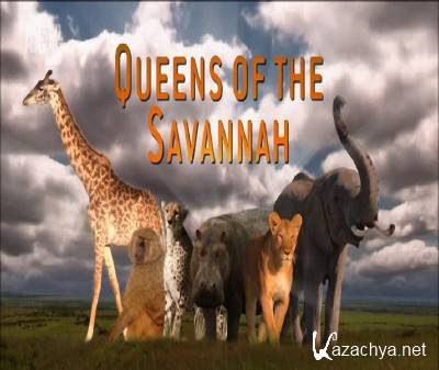   / Queens Of The Savannah (2009 / 1 : 3   3) HDTVRip