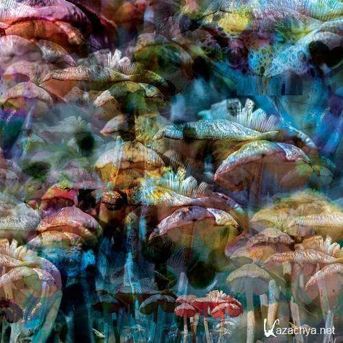 Joel Alter - Cadenza 123 (2014-07-03)