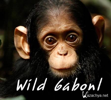 ����� ����� / Wild Gabonl (2013) HDTVRip (720p)