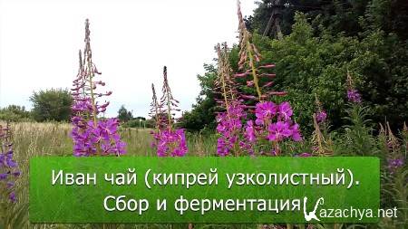 ���� ��� (������ �����������). ���� � ����������� (2014)