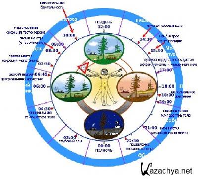 К чему ведет нарушение биологических ритмов? Как бороться? (2014) Видеоурок К чему ведет нарушение биологических ритмов? Как бороться? (2014) Видеоурок