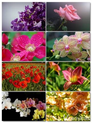 Коллекция прекрасных фото цветов для рабочего стола выпуск 35