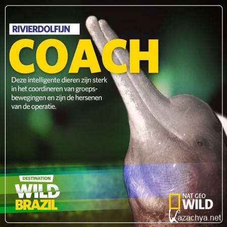   (5   5) / Wild Untamed Brazil (2014) HDTVRip (720p)
