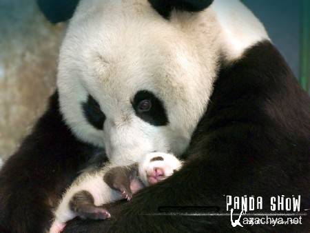 ����������� ����� (1-5 ����� �� 5) / Panda Andventure (2010) SATRip