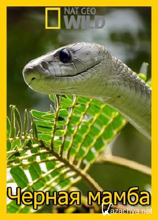 Черная мамба: поцелуй смерти / Black Mamba (2014) HDTVRip Черная мамба: поцелуй смерти / Black Mamba (2014) HDTVRip