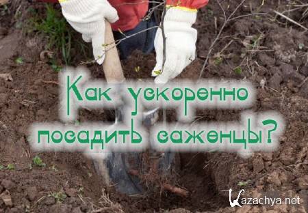 ��� ��������� �������� �������? (2014)