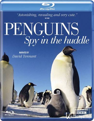    / Penguins: Spy in the Huddle (2013) [1/3] 720p BDRip