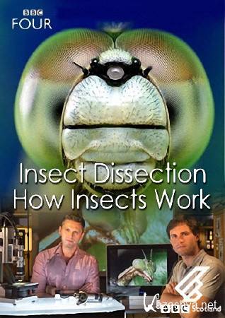 .    / Insect Dissection: How Insects Work (2012) HDTVRip