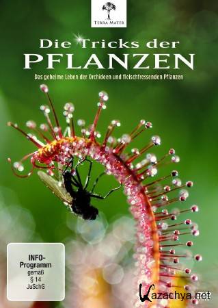 Ҹ  .    / Die Tricks der Pflanzen - Todliche Fallen (2013) SATRip