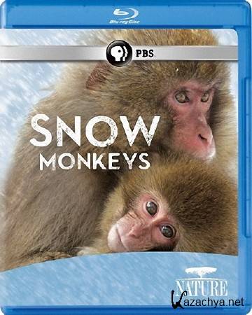 PBS.    / Snow Monkeys (2014) BDRip 1080p