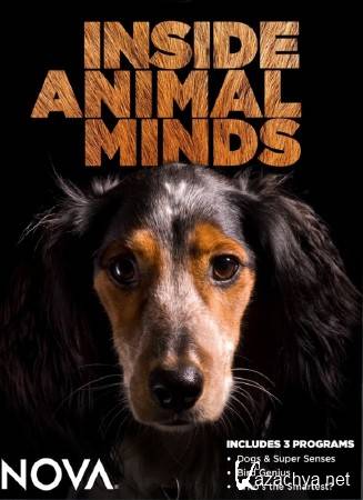 BBC.   (1-3   3) / BBC. Inside The Animal Mind (2014) SATRip