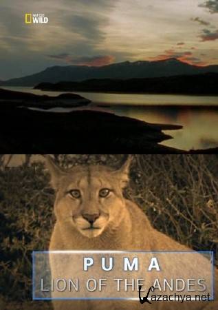 :   / Puma: Lion Of The Andes (2014) SATRip