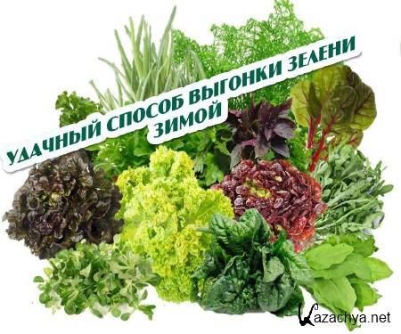 Удачный способ выгонки зелени зимой (2015) Удачный способ выгонки зелени зимой (2015)