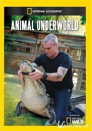    (3   3) / Animal Underworld (2011) SATRip