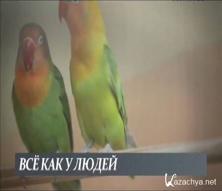 Все как у людей (2015) SATRip Все как у людей (2015) SATRip